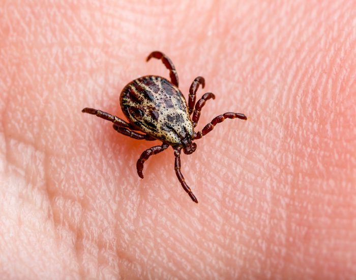 Ticks: