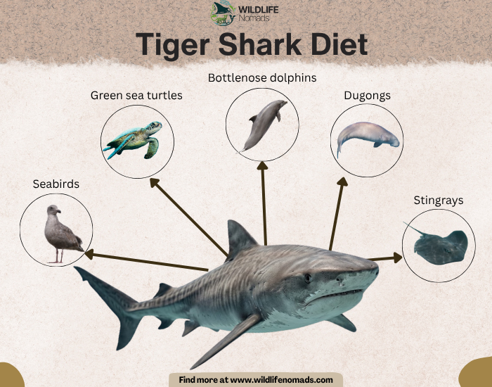 Diagram showing a tiger shark surrounded by illustrations of its common prey: seabirds, green sea turtles, bottlenose dolphins, dugongs, and stingrays.