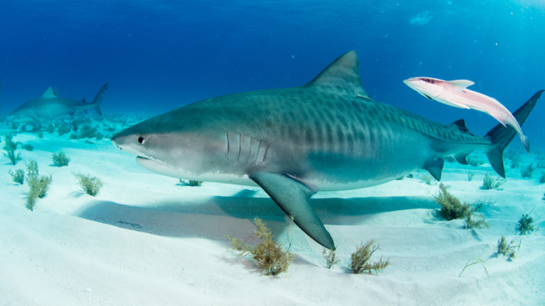 a tiger shark swimming near the ocean floor
