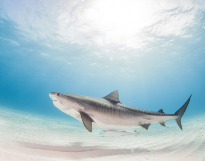 Low-angle shot of a tiger shark swimming near the bright ocean surface with sunlight filtering through blue water.