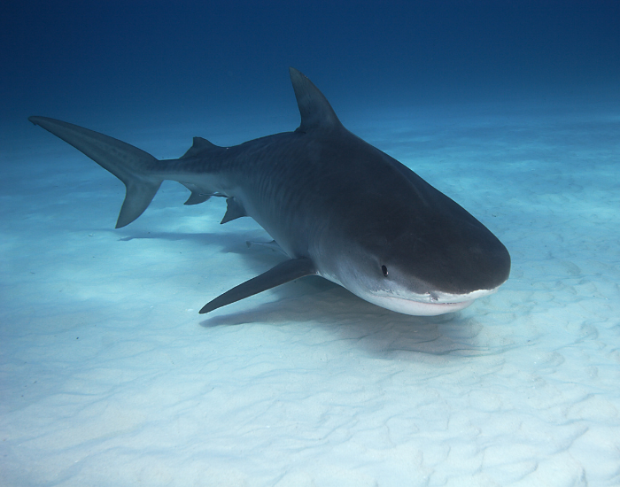 Profile shot of a large tiger shark accompanied by a remora, swimming through clear, sunlit shallow water over a sandy sea floor.