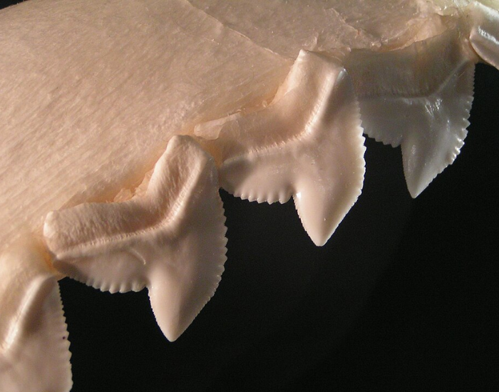 Macro close-up photograph displaying the unique serrated, cockscomb-shaped teeth set along a tiger shark's jaw line