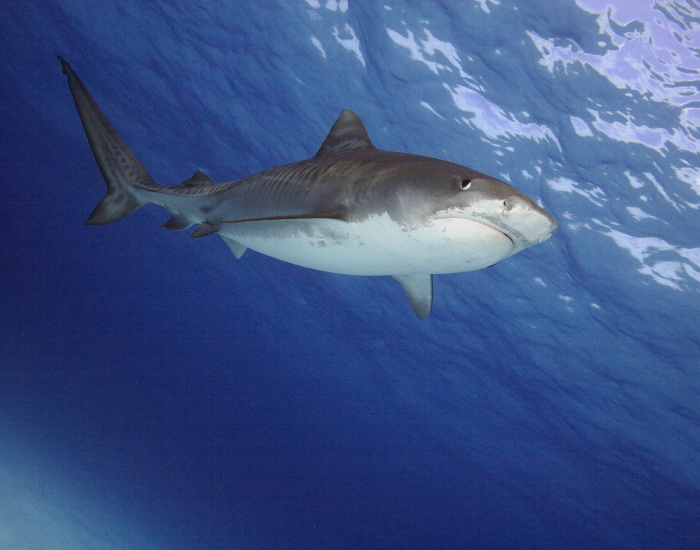  Low-angle shot of a tiger shark swimming near the bright ocean surface with sunlight filtering through blue water.   