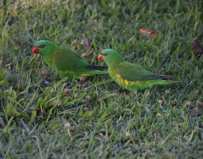 Two bright green scaly-breasted lorikeets foraging in grass filled with small clover flowers