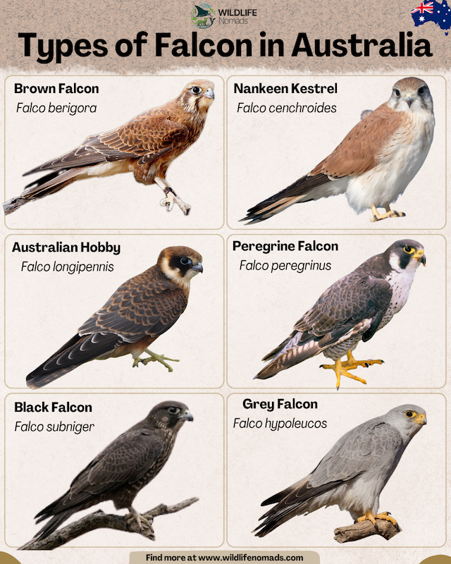 An educational infographic titled Types of Falcon in Australia by Wildlife Nomads. It features a grid of six Australian falcons with their common and scientific names: Brown Falcon (Falco berigora), Nankeen Kestrel (Falco cenchroides), Australian Hobby (Falco longipennis), Peregrine Falcon, Black Falcon (Falco subniger), and Grey Falcon (Falco hypoleucos).