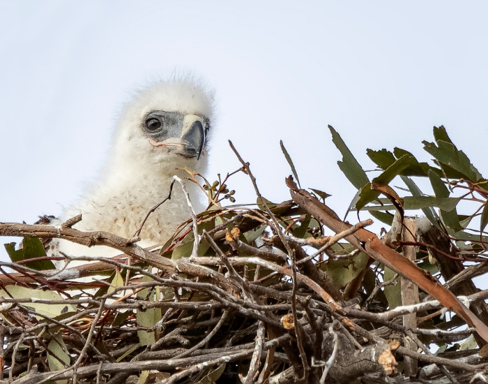 fluffy white Wedge-tailed Eagle chick sitting in a large stick nest against a clear sky.