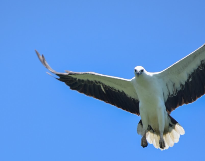 a White-bellied Sea-Eagle with its wings wide open looking at the camera