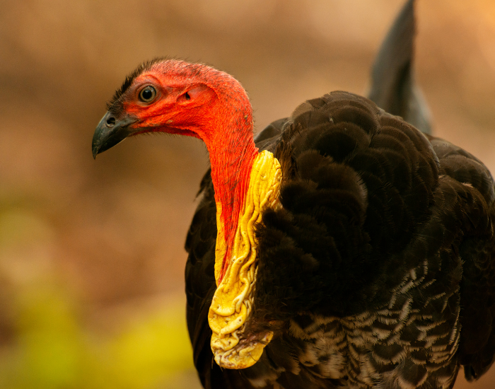 Close-up portrait of a wild male scrub turkey displaying a bright yellow wattle