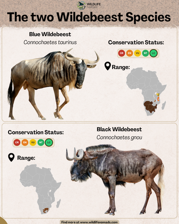 an infographic showing the 2 species of wildebeest and their distribution