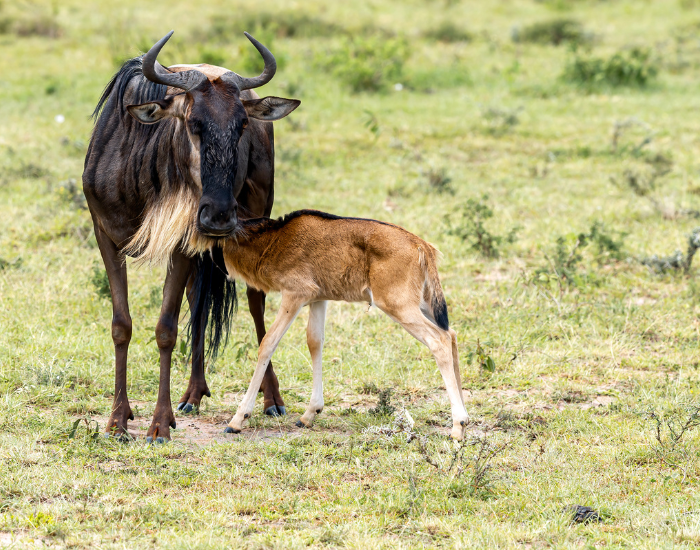 An adult wildebeest standing alongside its young reddish-brown calf in a grassy savanna field.