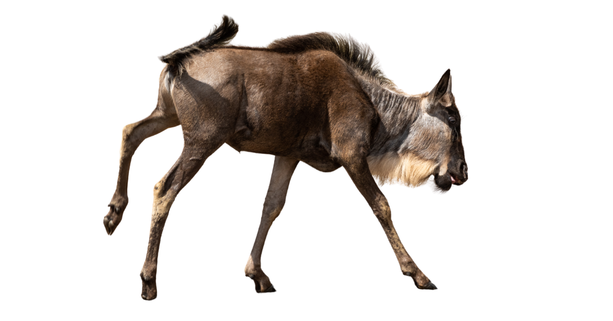 Newborn wildebeest calf