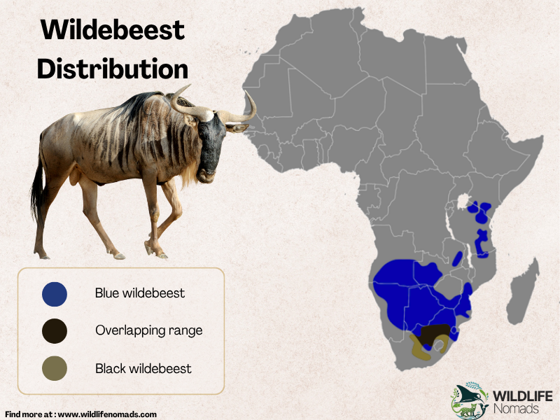 Geographic map of Africa highlighting the distribution ranges of the Blue wildebeest, Black wildebeest, and their overlapping regions