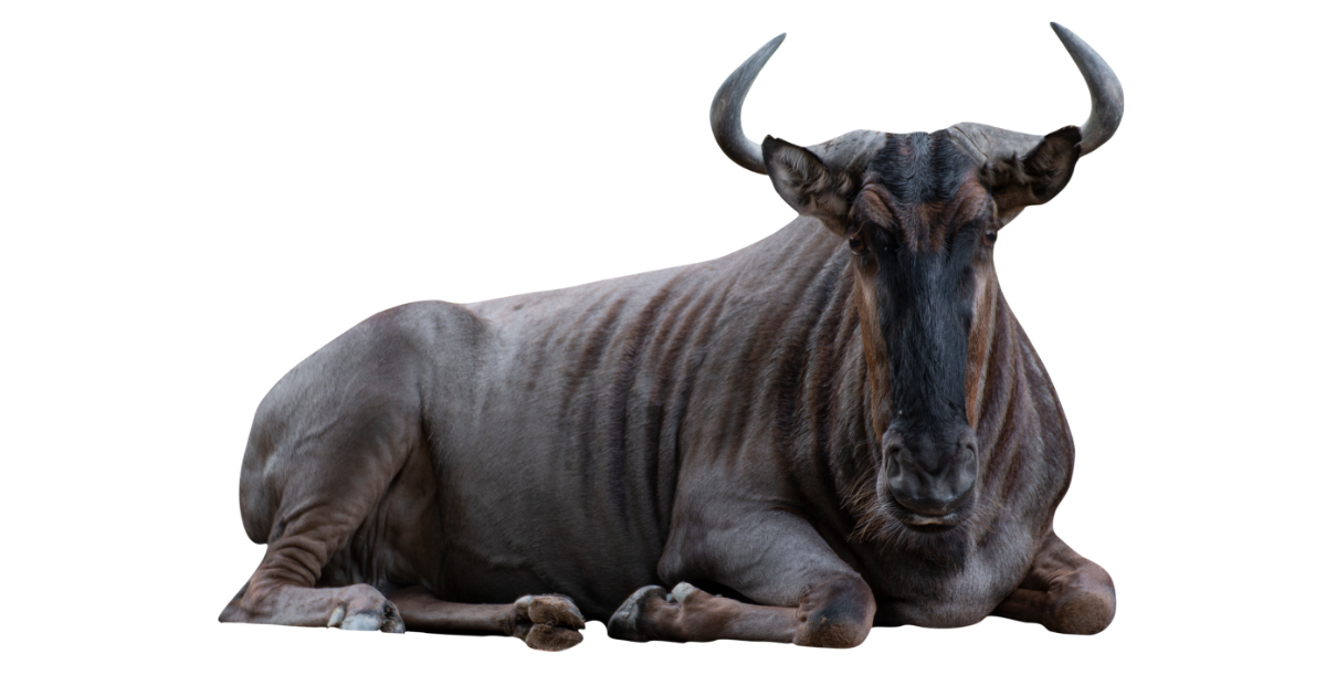 Wildebeest resting on the plains