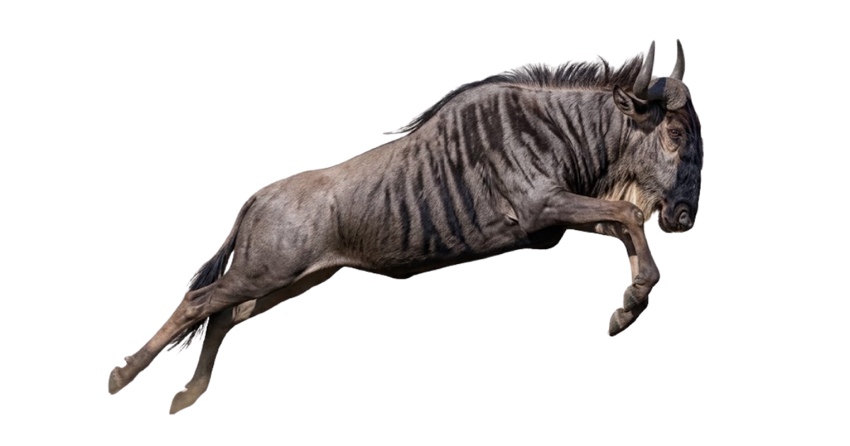 Wildebeest leaping into the Mara River