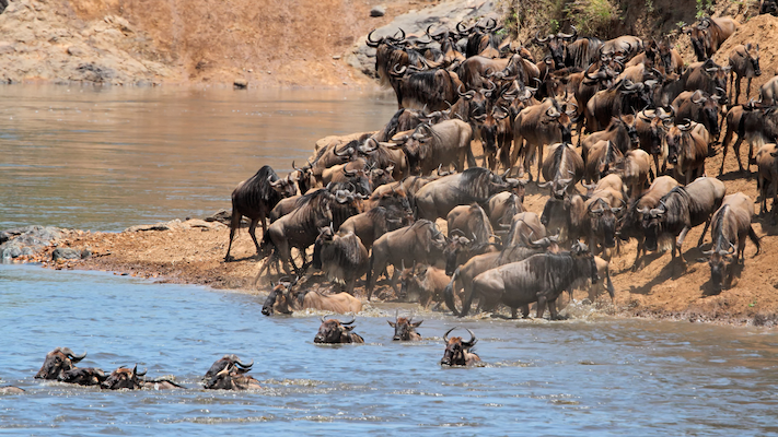 big herd of wildebeest crossing a river