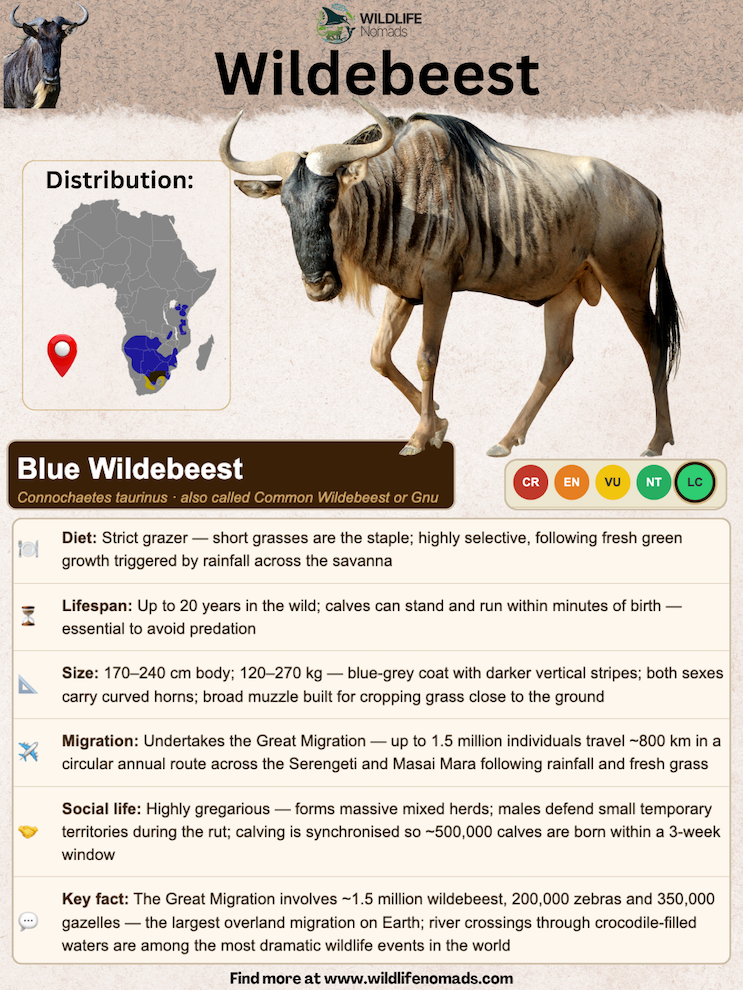 Species profile page for the Blue Wildebeest, detailing its distribution map, conservation status, diet, size, lifespan, and social structure.