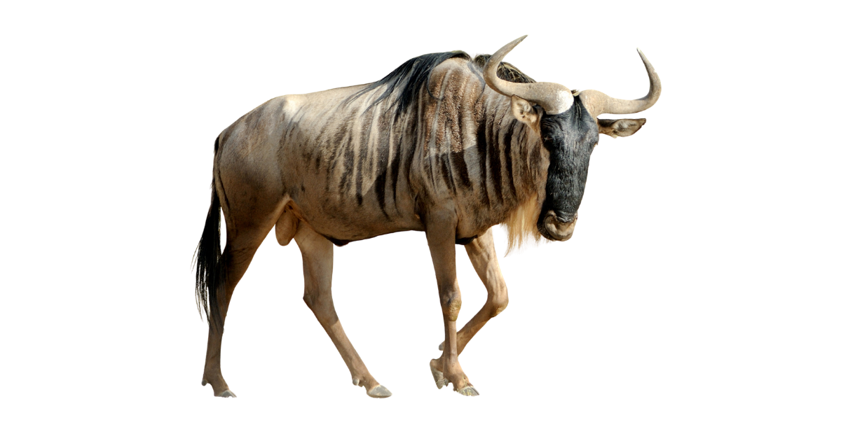 Blue wildebeest, Connochaetes taurinus, walking