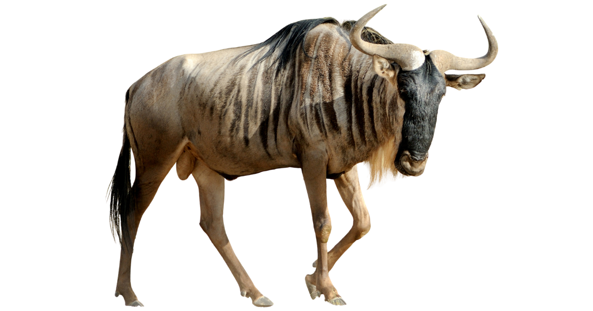 A blue wildebeest standing in side profile, curved horns and shaggy mane