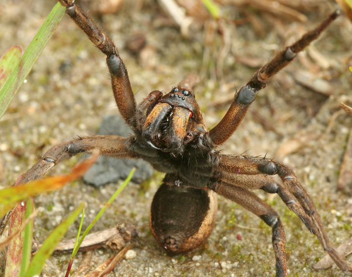 A large, dark brown wolf spider in a defensive threat posture with its front legs raised high on sandy soil.