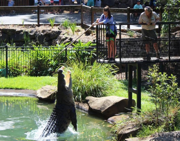 A woman leaning over a railing to feed a crocodile in an outdoor enclosure.