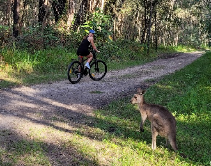 Woman riding a bicycle on a gravel dirt path through a forest while a wild kangaroo stands on the grass nearby.