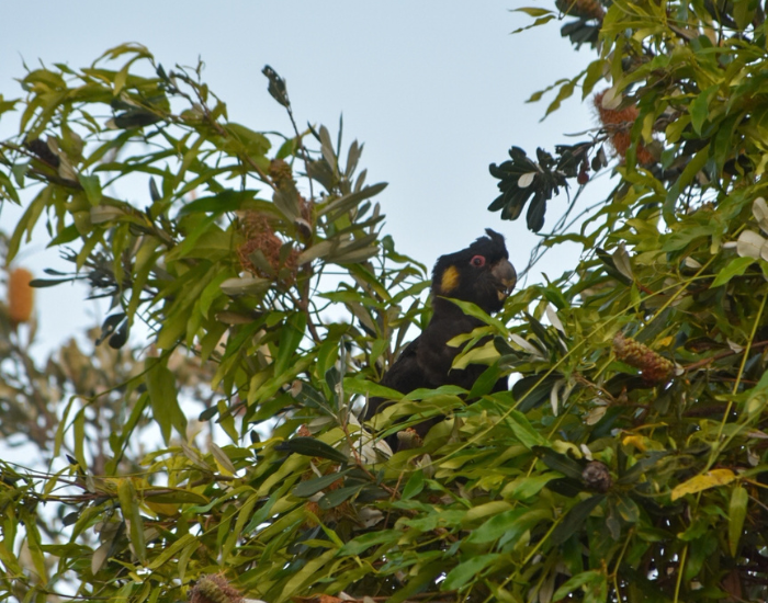 the head of a black cockatoo among vegetation