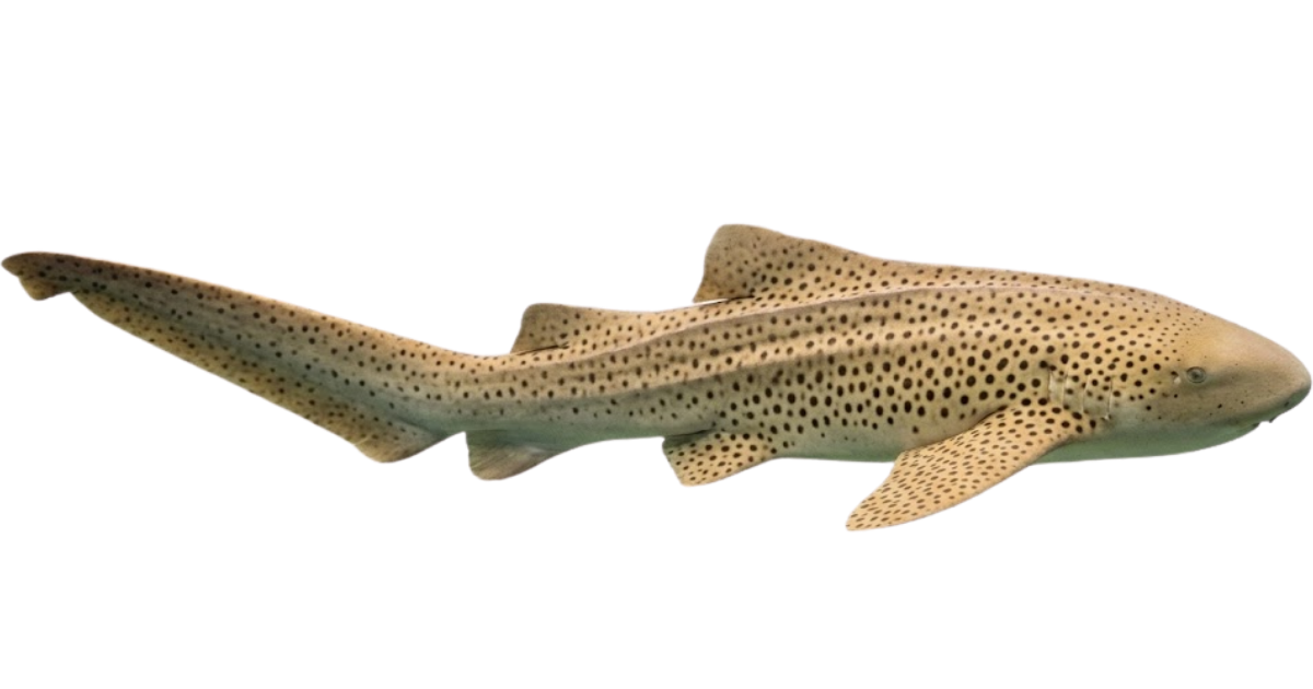 A zebra shark in side profile, spotted body and very long tail