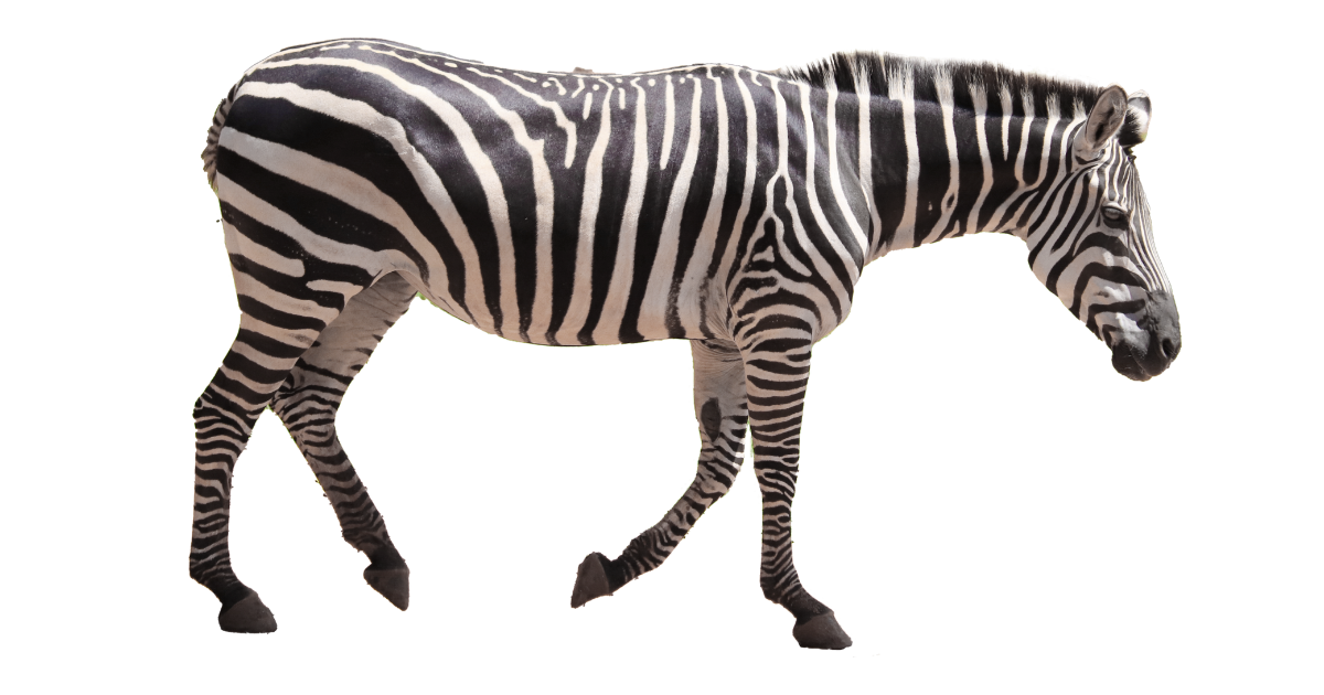 Plains zebra