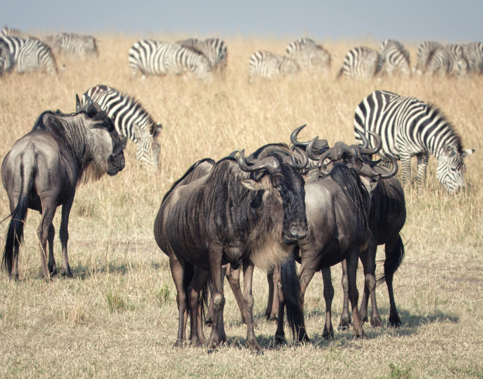 A mixed herd of wildebeest and zebras grazing together in an open grassy savanna field.