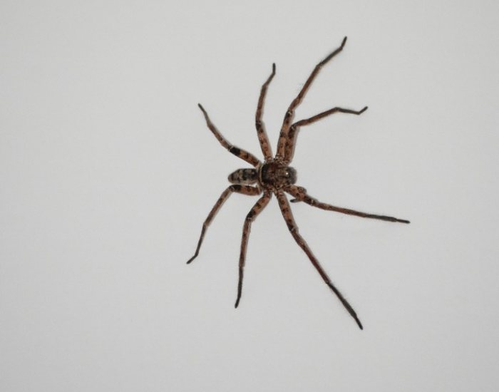An Australian huntsman spider found by Cesar Medina in Australia