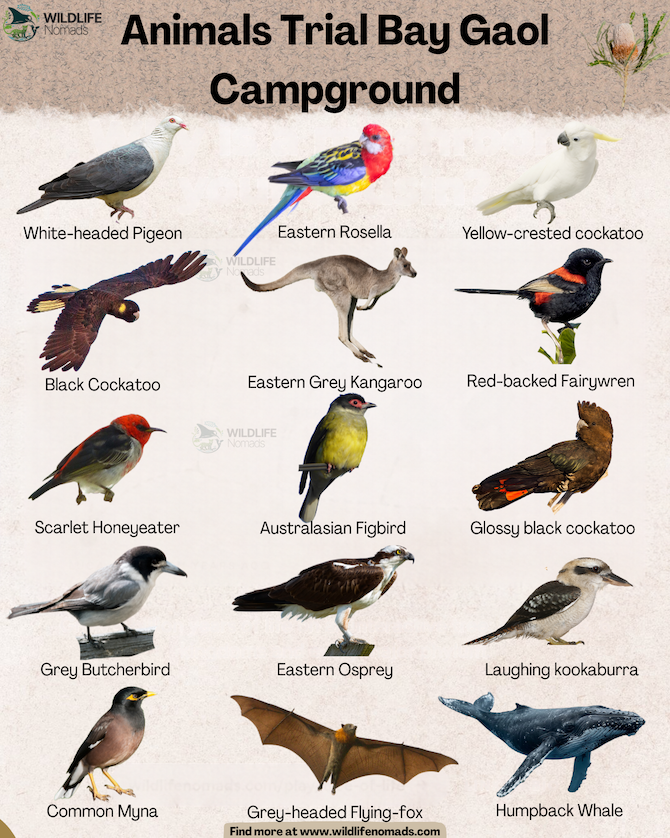 Infographic titled "Animals Trial Bay Gaol Campground" created by Wildlife Nomads. Features labeled illustrations of 15 local wildlife species: White-headed Pigeon, Eastern Rosella, Yellow-crested cockatoo, Black Cockatoo, Eastern Grey Kangaroo, Red-backed Fairywren, Scarlet Honeyeater, Australasian Figbird, Glossy black cockatoo, Grey Butcherbird, Eastern Osprey, Laughing kookaburra, Common Myna, Grey-headed Flying-fox, and Humpback Whale.