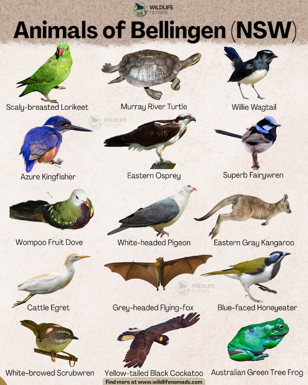 An infographic grid titled "Animals of Bellingen (NSW)" by Wildlife Nomads featuring illustrations of 15 local species with their names: Scaly-breasted Lorikeet, Murray River Turtle, Willie Wagtail, Azure Kingfisher, Eastern Osprey, Superb Fairywren, Wompoo Fruit Dove, White-headed Pigeon, Eastern Gray Kangaroo, Cattle Egret, Grey-headed Flying-fox, Blue-faced Honeyeater, White-browed Scrubwren, Yellow-tailed Black Cockatoo, and Australian Green Tree Frog.
