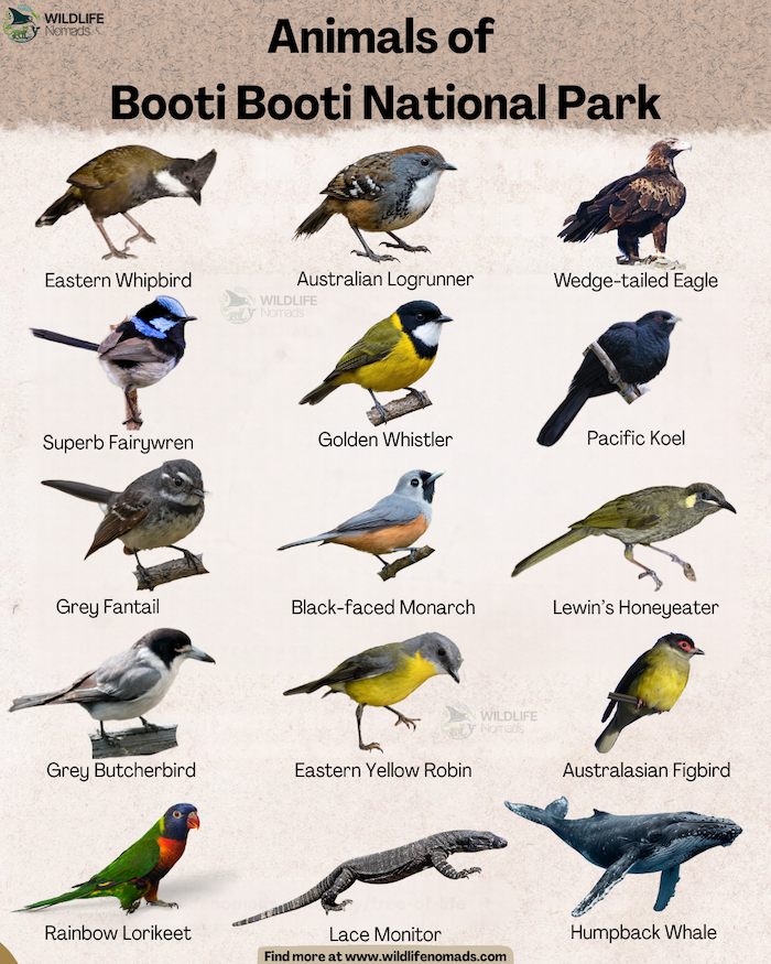 an infographic showing Animals of Booti Booti National Park inclusing whip bird and asian koels