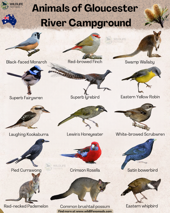 an infographic showing 15 Animals that you can see at Gloucester River Campground By Wildlife Nomads