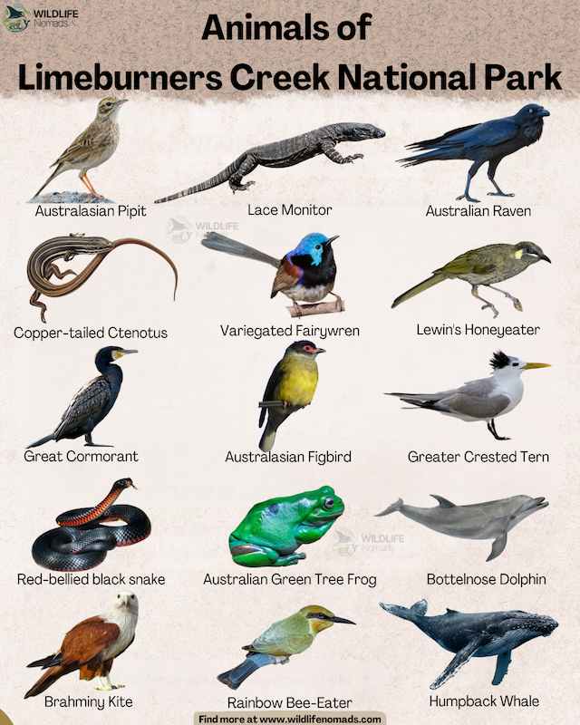 Wildlife identification poster titled "Animals of Limeburners Creek National Park" showcasing various native birds, reptiles, mammals, and amphibians.