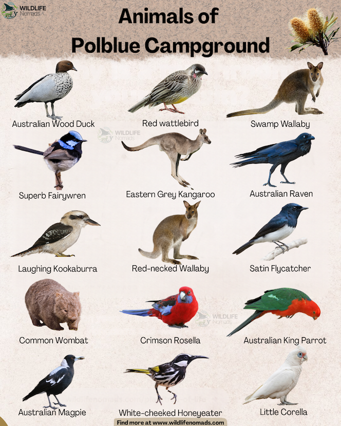 Infographic titled "Animals of Polblue Campground" featuring illustrations and names of 15 native Australian species, including birds, macropods, and a wombat.