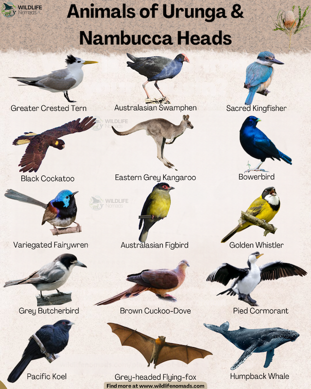 Infographic titled 'Animals of Urunga & Nambucca Heads' displaying native Australian wildlife including local birds, an Eastern Grey Kangaroo, a Grey-headed Flying-fox, and a Humpback Whale.