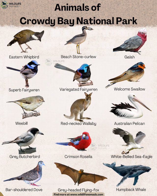 An infographic titled "Animals of Crowdy Bay National Park" featuring illustrations and names of various wildlife, including the Eastern Whipbird, Beach Stone-curlew, Galah, Superb Fairy-wren, Variegated Fairy-wren, Welcome Swallow, Weebill, Red-necked Wallaby, Australian Pelican, Grey Butcherbird, Crimson Rosella, White-Bellied Sea-Eagle, Bar-shouldered Dove, Grey-headed Flying-fox, and Humpback Whale