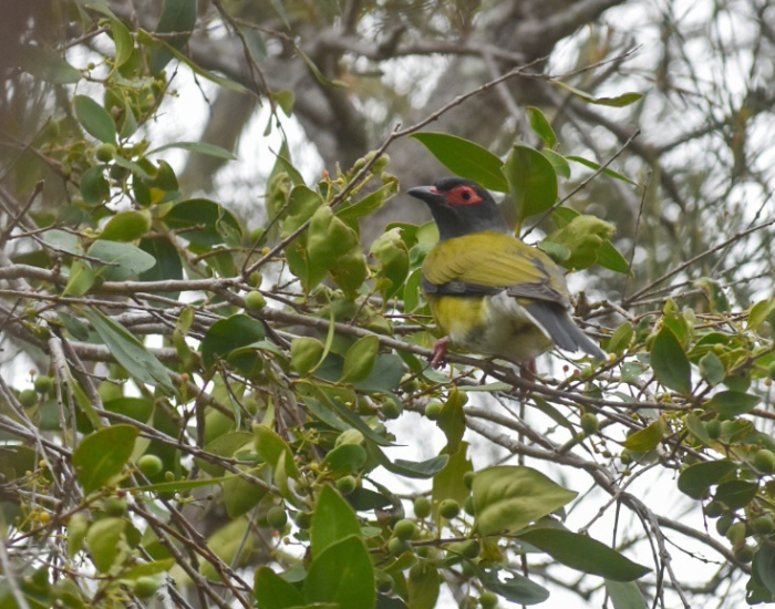 an Australasian Figbird among vegetation