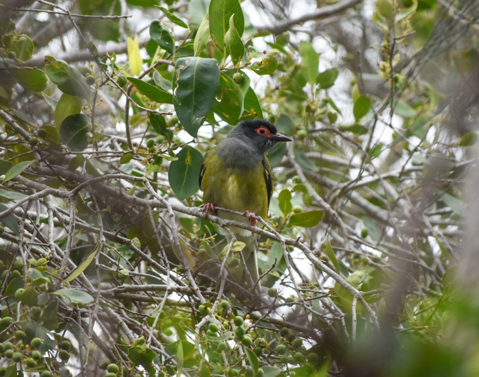 A second shot of an Australasian figbird sheltered inside green foliage
