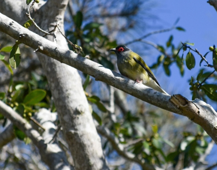 Australasian Figbird perched on a tree