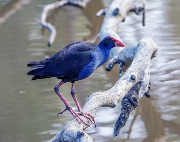 Australasian Swamphen in the wild