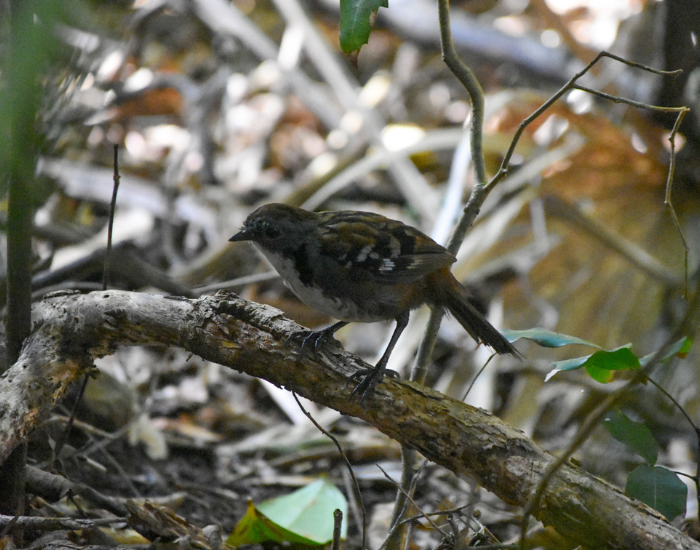 an Australian Logrunner among vegetation abd bushed in booti booti walking track