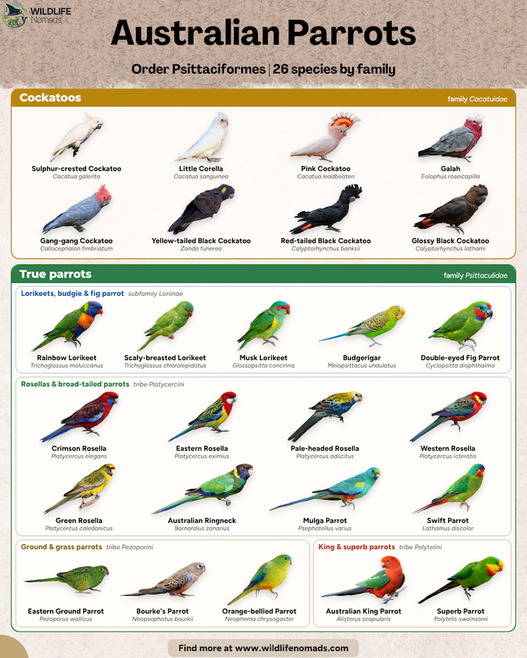 Infographic titled “Australian Parrots” showing 26 species grouped by family, from cockatoos like the galah and sulphur-crested cockatoo to true parrots like the rainbow lorikeet, crimson rosella and budgerigar. Each bird has its common and scientific name.