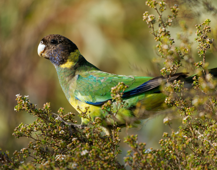 An Australian Ringneck parrot with dark head plumage and green body perched on a branch.