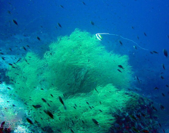 Vibrant glowing green black coral colony under deep water lighting