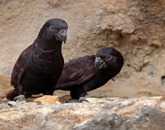 Two dark, charcoal-black lories with curved beaks standing on a rocky surface