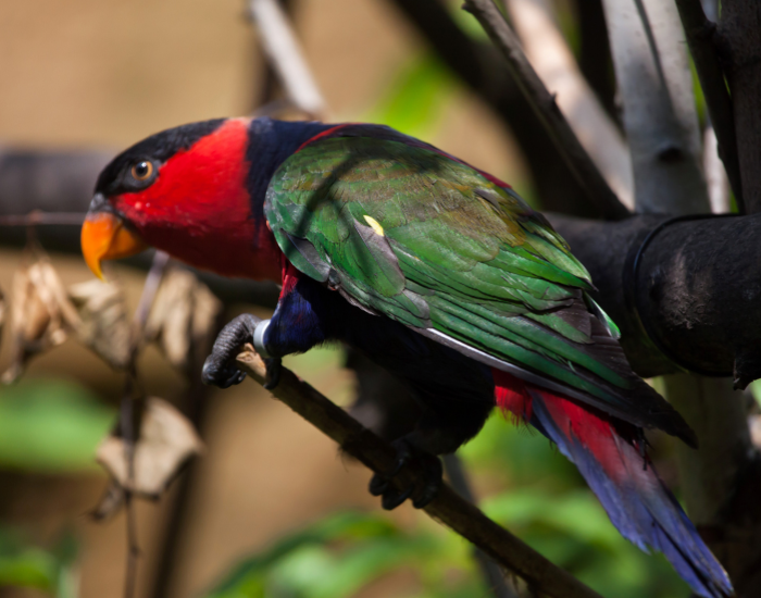 A brightly colored black-capped lory with a red neck, green wings, and dark blue underside perched on a thin branch