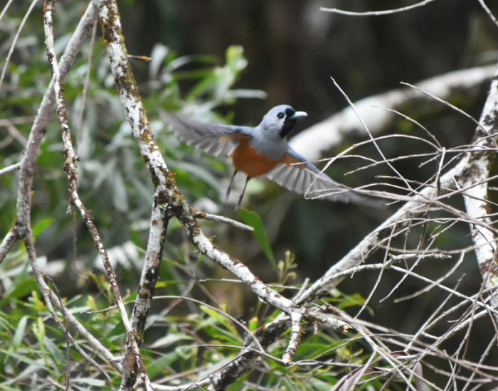 a Black-faced Monarch flying among the forest