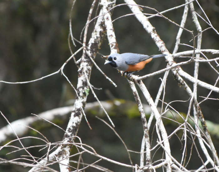 a Black-faced Monarch perched on a tree at gloucester river campground